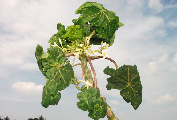 How to control leaf curl, know its cause in Papaya crop