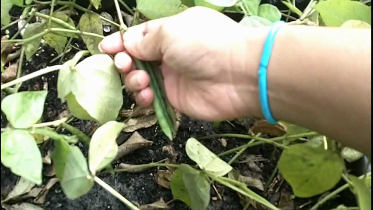 How to do harvesting and threshing of summer Green Gram