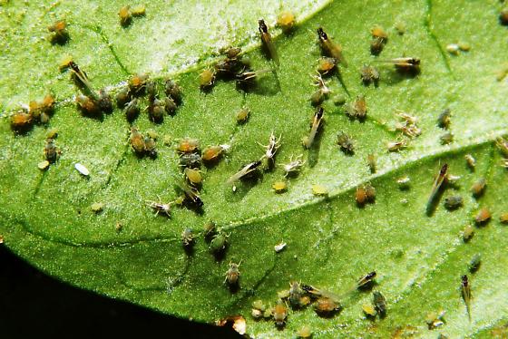 How to identify and protect Aphid insect in Chili crop