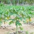 How to keep papaya seedlings healthy while planting