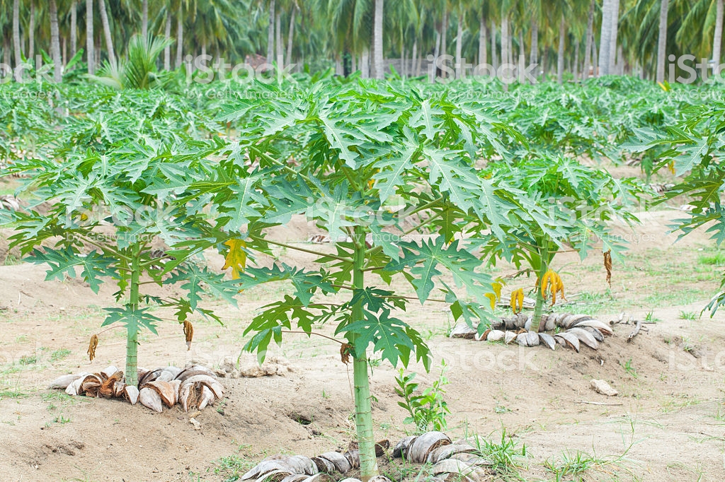 How to keep papaya seedlings healthy while planting