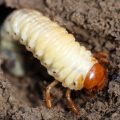 How to protect the cotton crop from the white grub