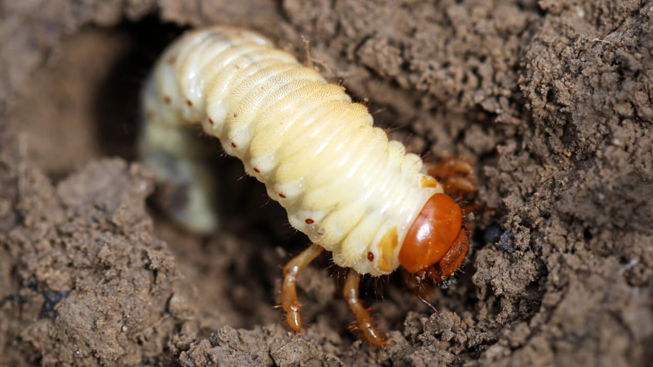 How to protect the cotton crop from the white grub