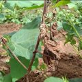 Identification and treatment of root rot disease in cotton crop