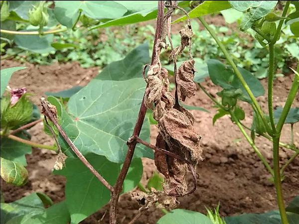 Identification and treatment of root rot disease in cotton crop