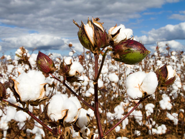 Importance of Refugia in BT Cotton