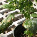 Keep Chili plants safe from Thrips attack