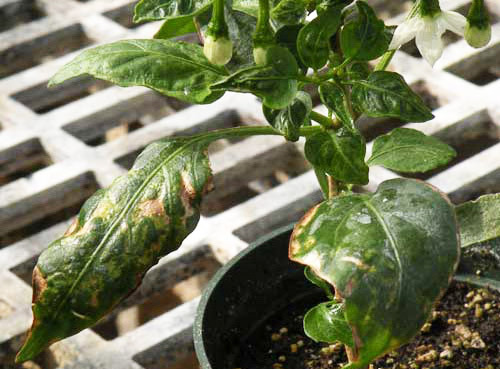 Keep Chili plants safe from Thrips attack