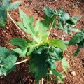 Know the cause and identity of leaf curl disease in Papaya crop