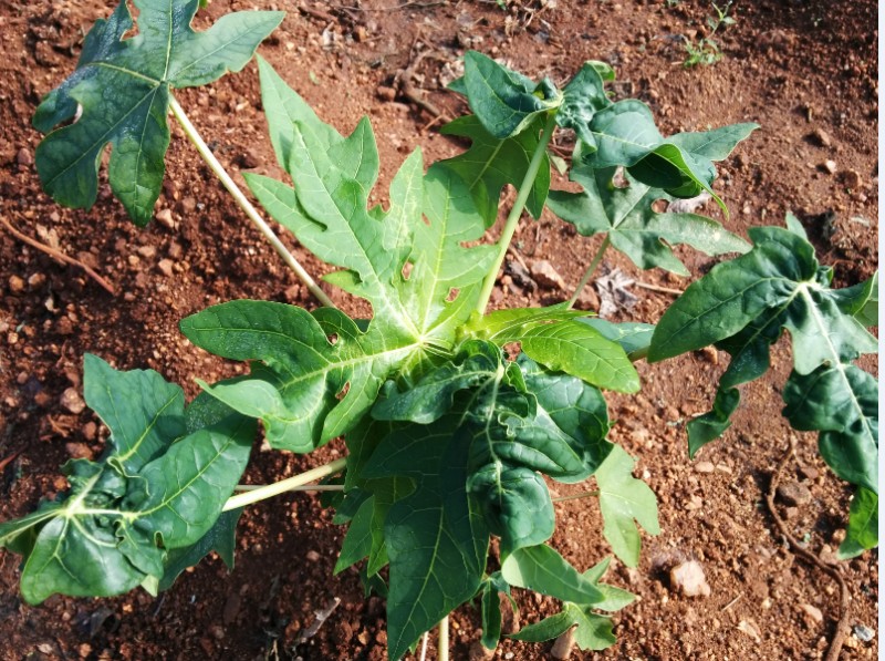 Know the cause and identity of leaf curl disease in Papaya crop