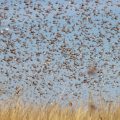 Locusts team knocked in Madhya Pradesh, Can cause heavy damage to crops