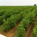 Management of sucking pests in early stage of Cotton crop