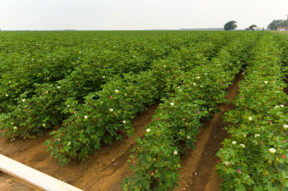 Management of sucking pests in early stage of Cotton crop