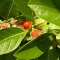 Medicinal properties of Ashwagandha