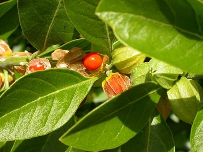 Medicinal properties of Ashwagandha