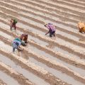 Method of sowing in cotton