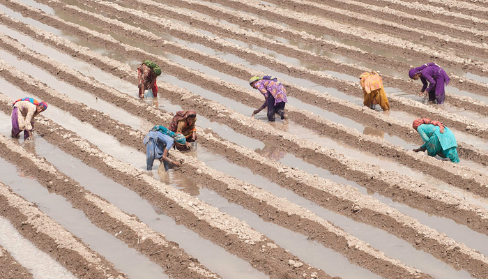 Method of sowing in cotton