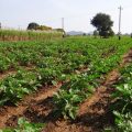 Outbreak of nematode in Brinjal crop