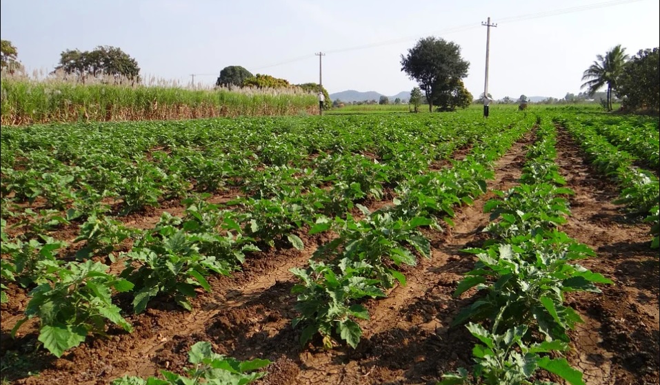 Outbreak of nematode in Brinjal crop