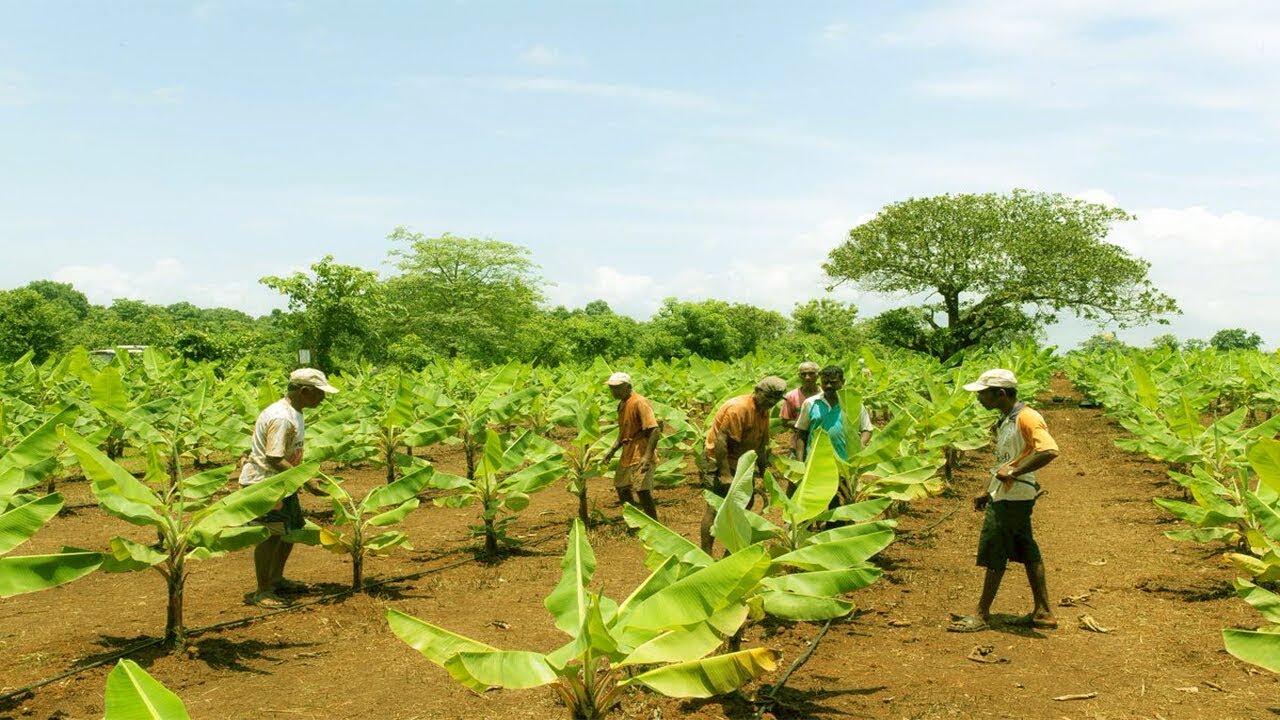 Preparation for Banana plantation