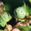 Bacterial Blight in Cotton crop