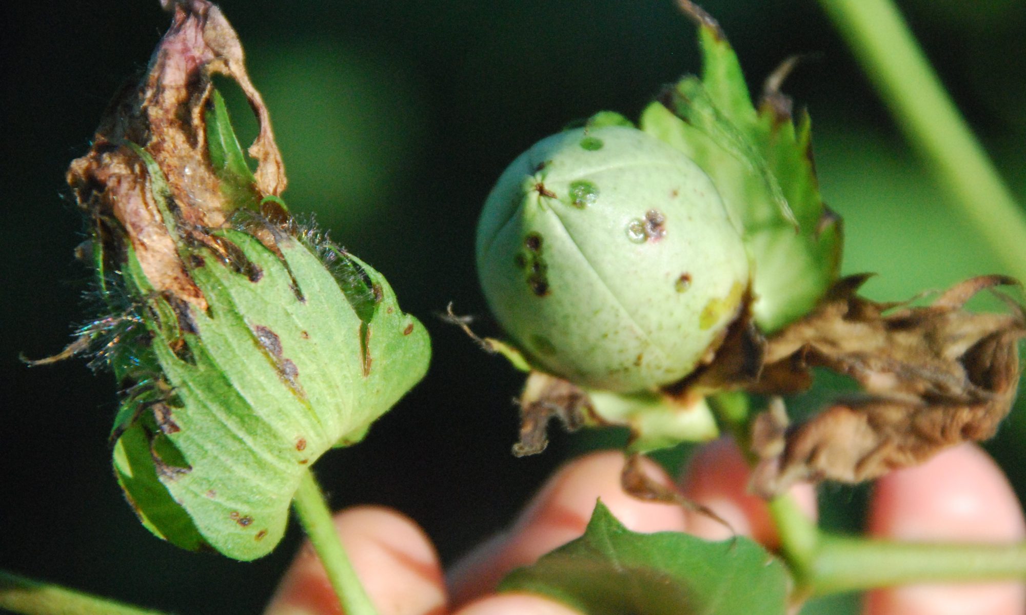 Bacterial Blight in Cotton crop