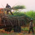 Supreme Court decides in favor of sugarcane farmers, millions of farmers will benefit