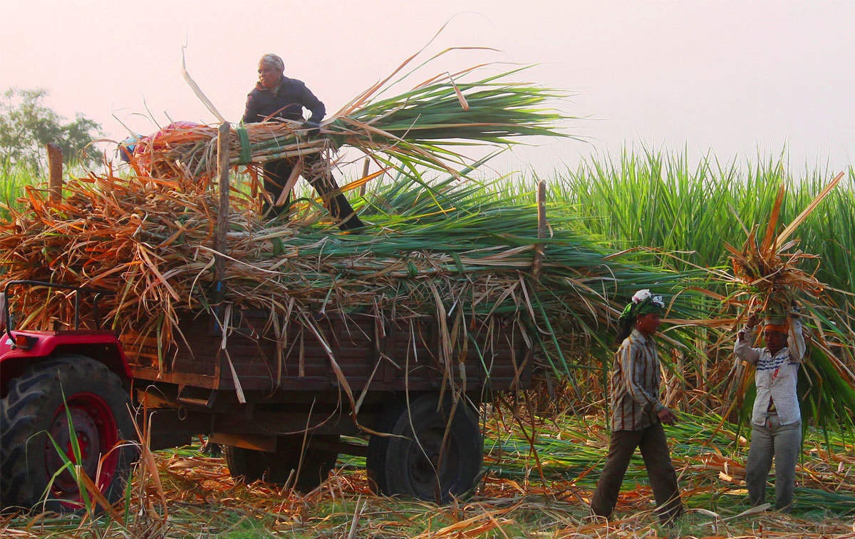 Supreme Court decides in favor of sugarcane farmers, millions of farmers will benefit