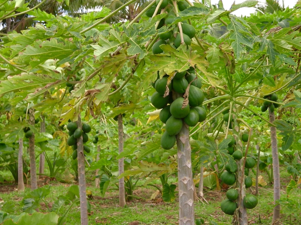 Symptoms of Iron deficiency in Papaya plants