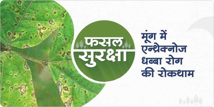 Identification and prevention measures of Anthracnose spot in Green gram crop