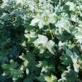 Weed Management in Cotton Crop