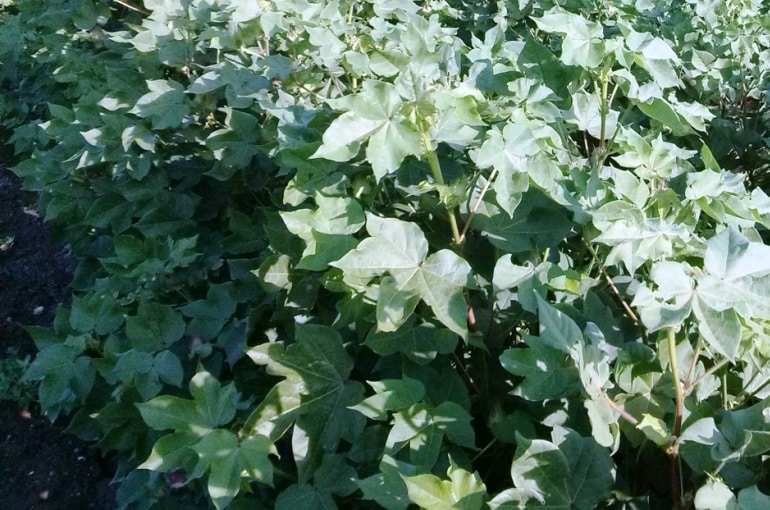 Weed Management in Cotton Crop