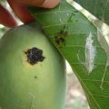 fruit borer in Mango tree