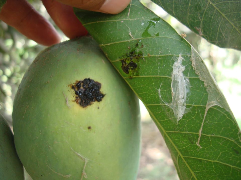 fruit borer in Mango tree