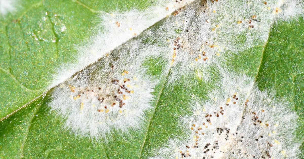 powdery mildew disease