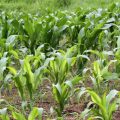 Use of zinc in maize crop