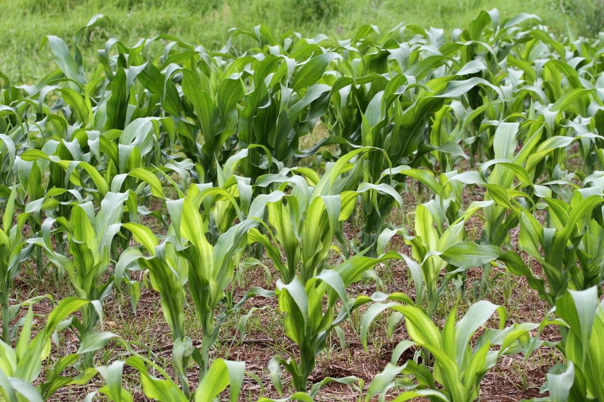 Use of zinc in maize crop