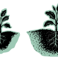 Mycorrhiza effect on chilli plant