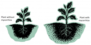 Mycorrhiza effect on chilli plant