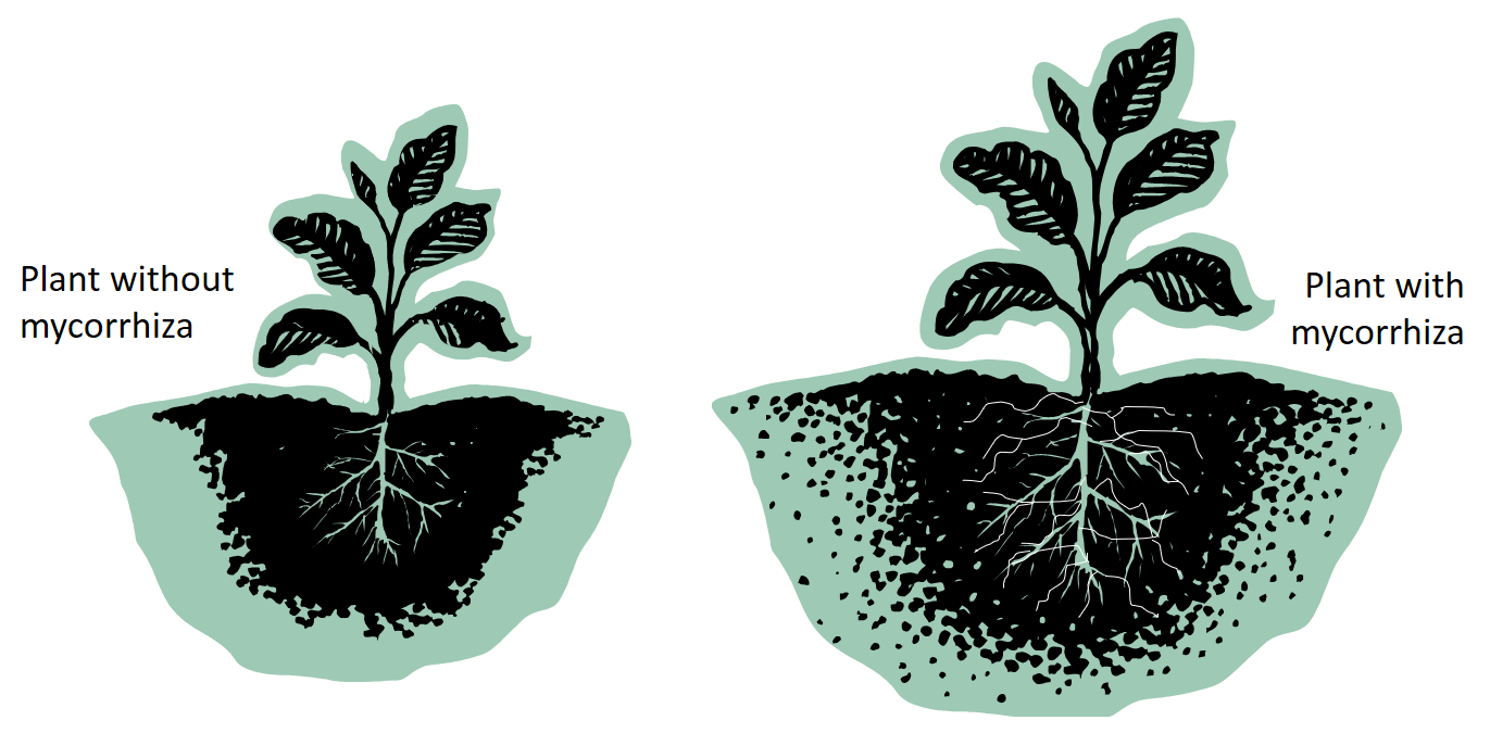 Mycorrhiza effect on chilli plant