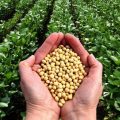 Current advice related to Soybean cultivation in the changing environment