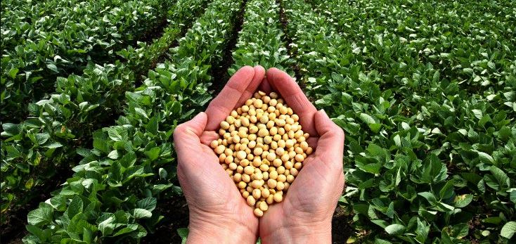 Current advice related to Soybean cultivation in the changing environment