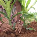 Fertilizer Management at the time of Sowing in Maize Crop