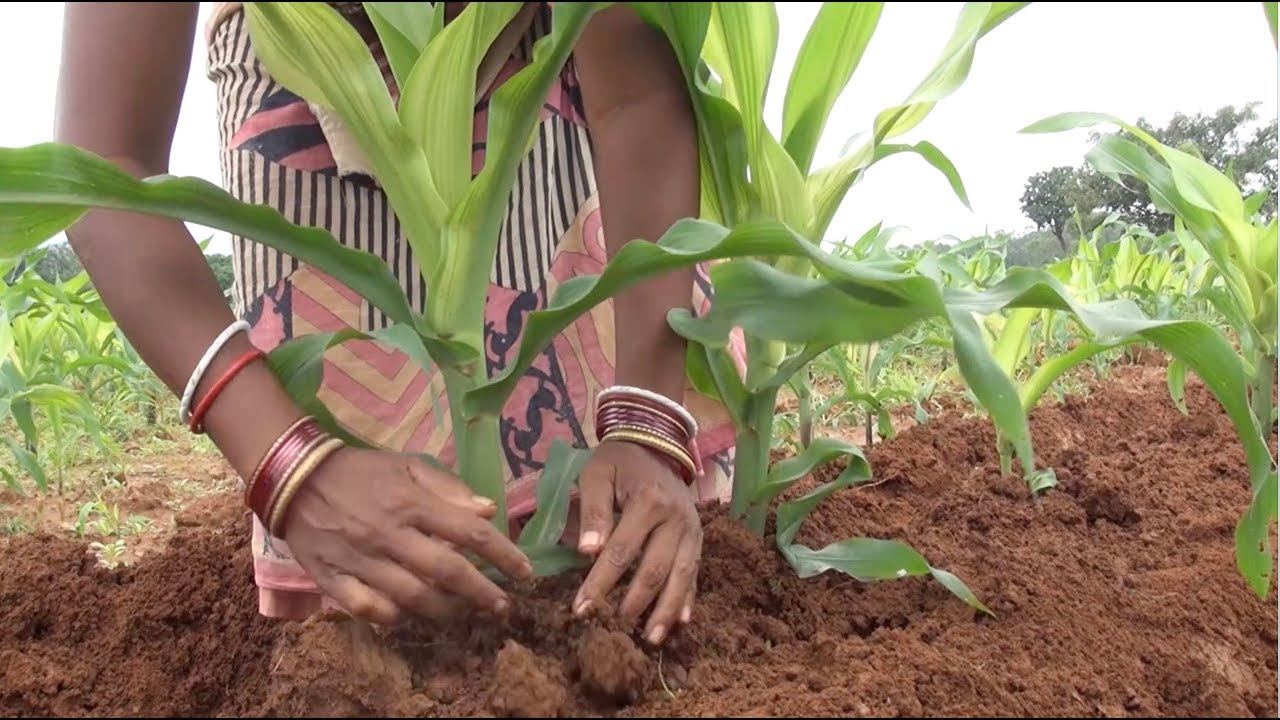 Fertilizer Management at the time of Sowing in Maize Crop