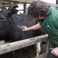 Free vaccination to protect Cow Descent animals from infectious diseases