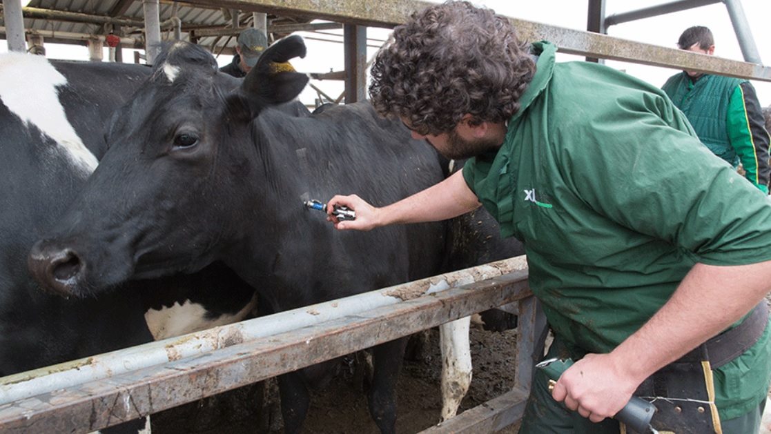 Free vaccination to protect Cow Descent animals from infectious diseases