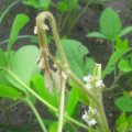 Girdle beetle in soybean