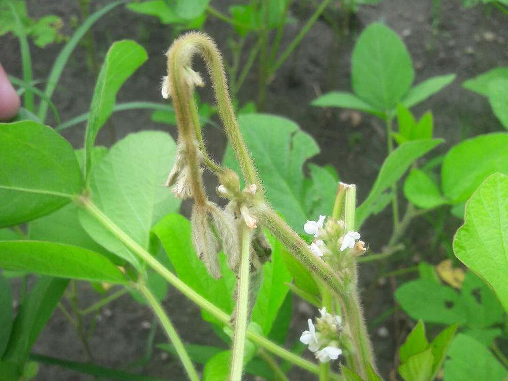 Girdle beetle in soybean