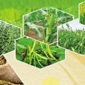 Good News for Farmers Increase in Minimum Support Price of 14 Kharif Crops