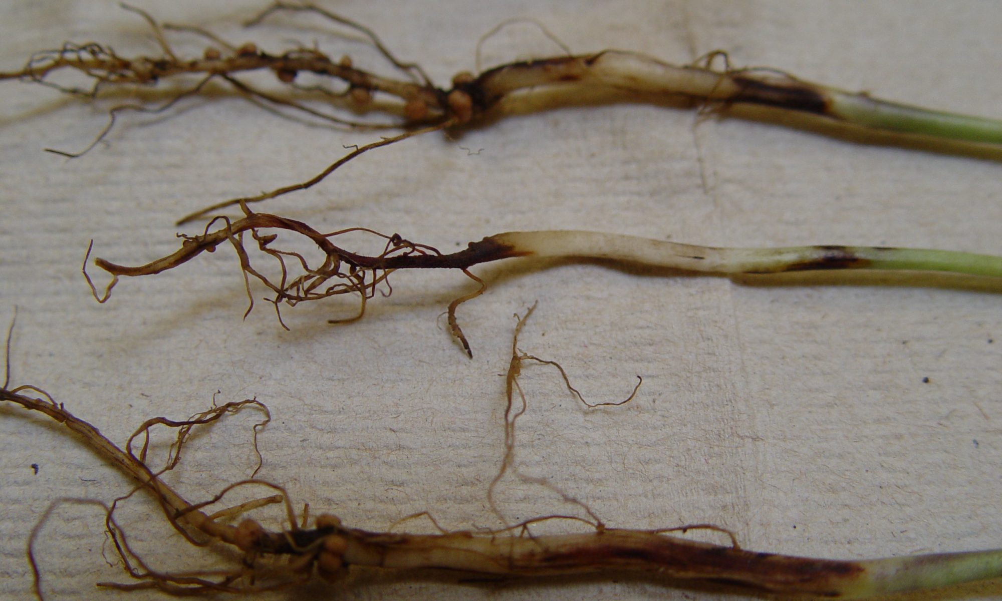 How to manage Wilt disease in soybean